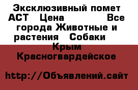 Эксклюзивный помет АСТ › Цена ­ 30 000 - Все города Животные и растения » Собаки   . Крым,Красногвардейское